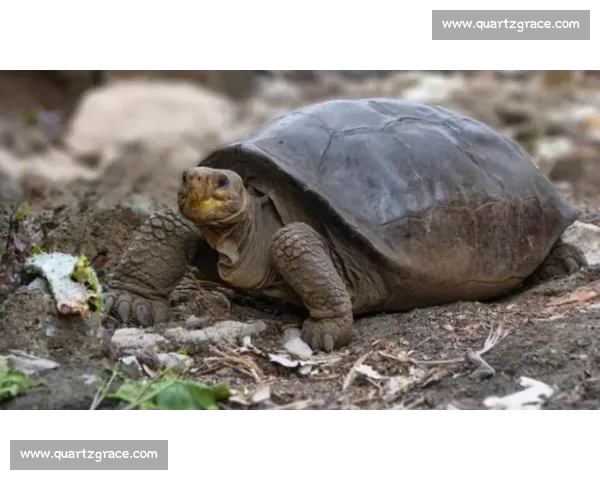 国际赛场再掀风云 本土运动员展现非凡竞技实力